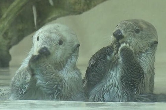 【悲報】ラッコの飼育さんに全モザ処理が決定