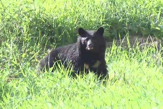 【画像】札幌、クマサンに封鎖されそうｗｗｗｗｗ