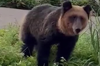 【悲報】不審者情報さん、クマさんに乗っ取られるｗｗｗｗ