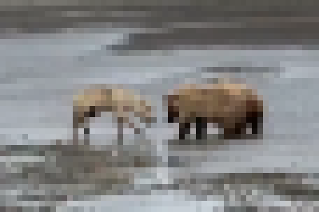 【動画】ヒグマの右フック、ガチで回避不能ｗｗｗ