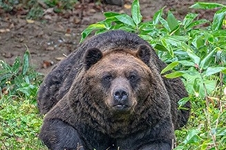 【画像】クマ、ついに都市部に侵攻ｗｗｗｗｗｗｗｗｗｗｗｗｗｗｗｗｗｗｗｗｗｗ