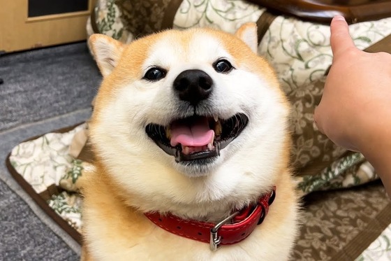 犬にも「自閉症」や「ADHD」など発達障害に似た症状あり