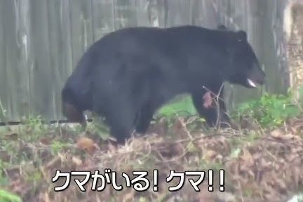 【画像】熊さんが生息する都道府県、謎すぎるwwwww