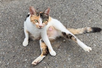 【悲報】もちまる日記、痩せ細った三毛猫を発見…今回は「TNR」するという判断に