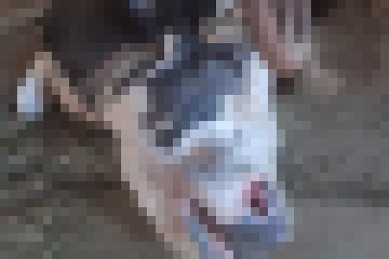 【画像】酪農家「熟睡してる牛かわいいね♥これから肉になるのに♥」→炎上