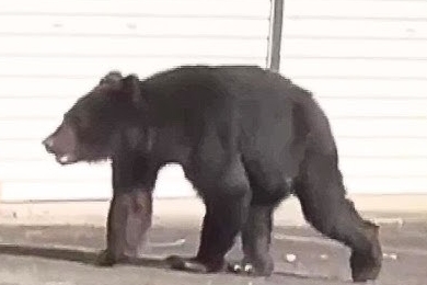 【画像】クマ界のラスボスついに現れる