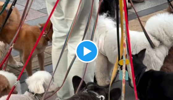 【心配】表参道の散歩業者、犬たちが尻尾も振らず元気なく見えてしまうと話題に…