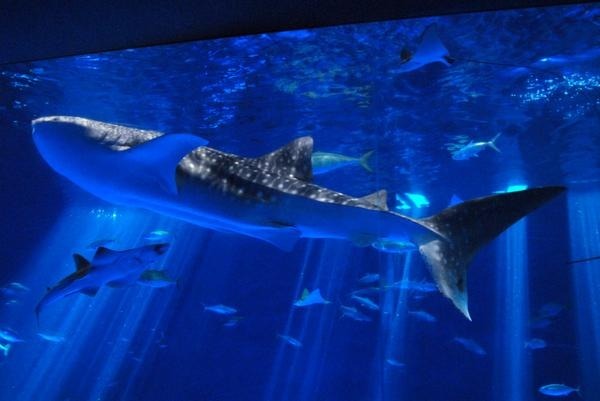 【悲報】「人がうつ伏せに浮いている」かごしま水族館横に男性の遺体　「イルカ水路」は利用中止　鹿児島市