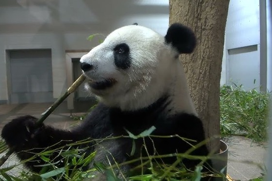 【悲報】パンダに行列。一人1分三時間待ち。ファン「さびしい」