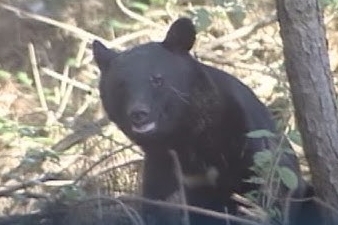 【悲報】中国の脅し、クマに負ける