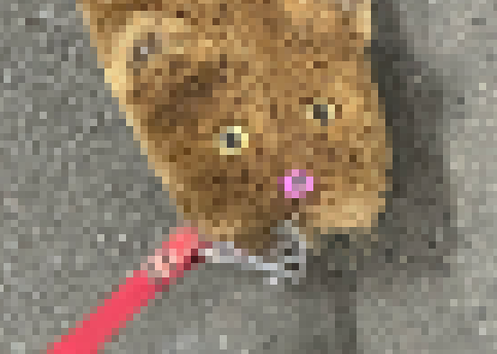 【画像】可愛いたわしを散歩させている男性に遭遇投稿に「東京ってすごい…」「私も出会ったことあります」