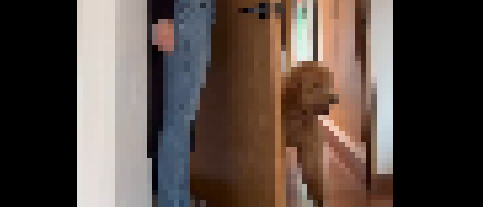 【悲報】イッヌ、主人を見つけられなくて困惑ｗｗｗｗｗｗｗｗｗ