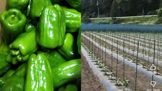 中国人が日本で農場経営してええんか？　失踪したベトナム人実習生を農場で働かせたか　中国籍の農場経営者ら2人を逮捕