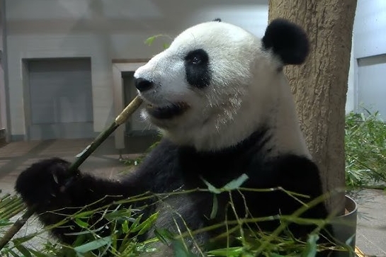 中国SNSで「日本からもうすぐパンダがいなくなる」がトレンド1位に