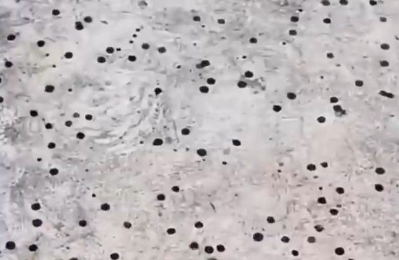 【動画】中国にて黒い雨が降る。　←どうせまた動画や写真をSNSにアップした人が行方不明になるんやろと話題に