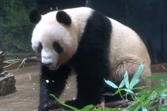 【悲報】上野動物園「パンダいなくなったらお客さんもいなくなりました」 ネトウヨ「よっしゃあああああ」