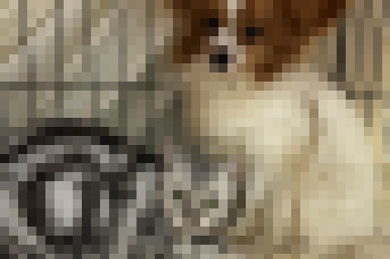 【画像】バカ女「結婚しよ♡」クソ男「てか、この犬たちどうする？ｗ」