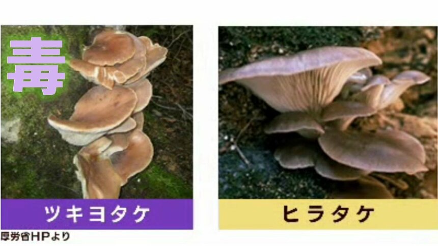 ツキヨタケ 嘔吐 判別 キノコ 下痢に関連した画像-02