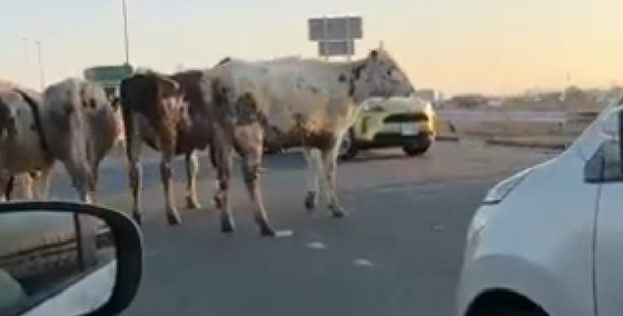 【動画】佐賀のド田舎鳥栖市の路上、レベチｗｗｗｗｗｗｗｗｗｗｗ