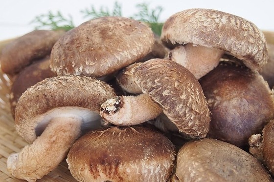 【悲報】キノコをAI判定したら「シイタケ」→　食べたら毒キノコでした…