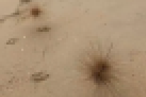 【動画】走る草、幼女に退治されるｗｗｗｗｗｗｗｗｗｗｗｗｗｗ