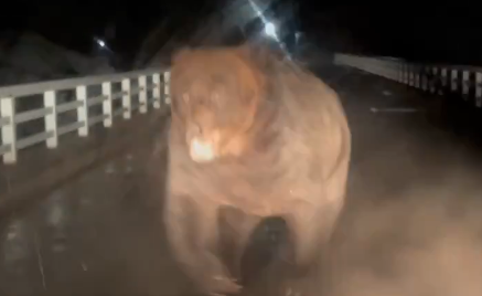 【動画】めちゃめちゃ恐いヒグマの動画が撮影される…北海道の牧場作業員がクマと遭遇