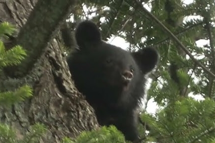 【動画】インド人の熊の倒し方、いくらなんでもやばすぎるｗｗｗｗ