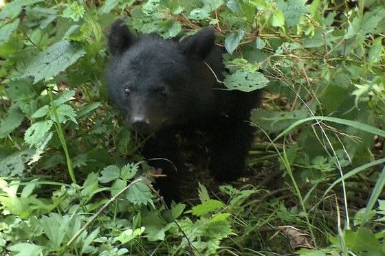 【悲報】クマさん、第一次防衛ライン突破か