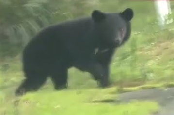 【悲報】警察「もしそこにクマでなくヤクザがいたら撃つかい？」