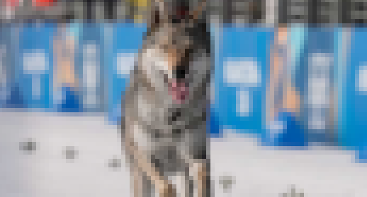 【動画】オリンピックにオオカミみたいな犬乱入ｗｗｗｗｗｗｗｗｗｗ