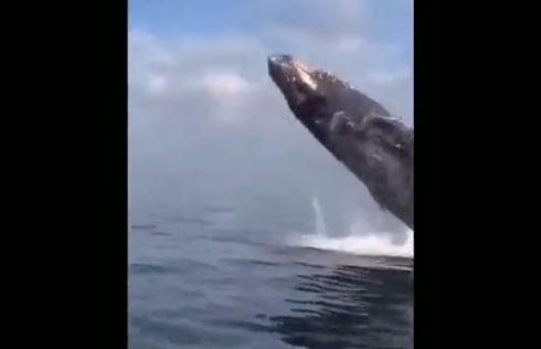【動画】お姉さん、クジラという規格外の生き物にビビりまくる
