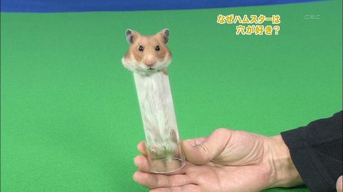 可愛い動物の画像が貼られるスレ-071