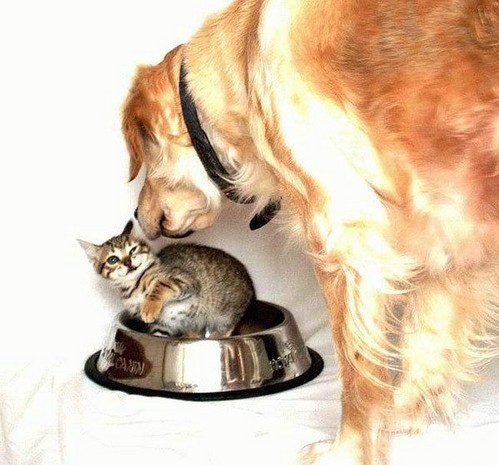 いぬ×ねこ画像ください!-074_2