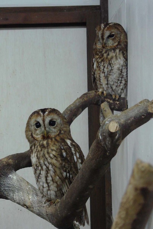 ハヤブサとフクロウの画像ください><-052_3