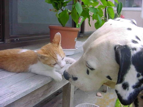 いぬ×ねこ画像ください!-080_2