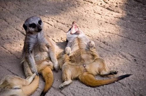 可愛い動物の画像が貼られるスレ-021_4