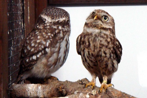 ハヤブサとフクロウの画像ください><-044_9