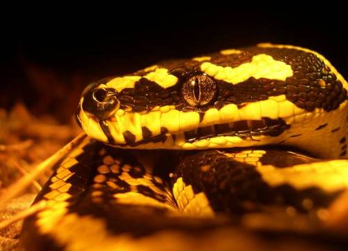 可愛い動物の画像が貼られるスレ-063_3