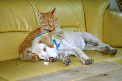 いぬ×ねこ画像ください!-070_2
