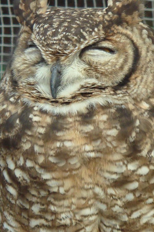 ハヤブサとフクロウの画像ください><-024_7