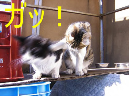 可愛すぎて萌え死ぬってぐらい可愛い画像-147