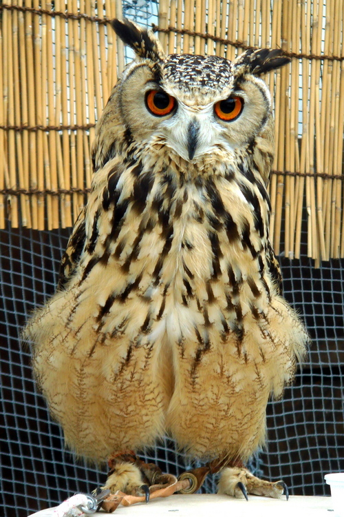 ハヤブサとフクロウの画像ください><-024_10