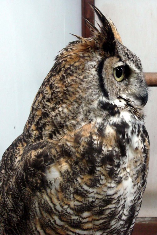 ハヤブサとフクロウの画像ください><-044_5