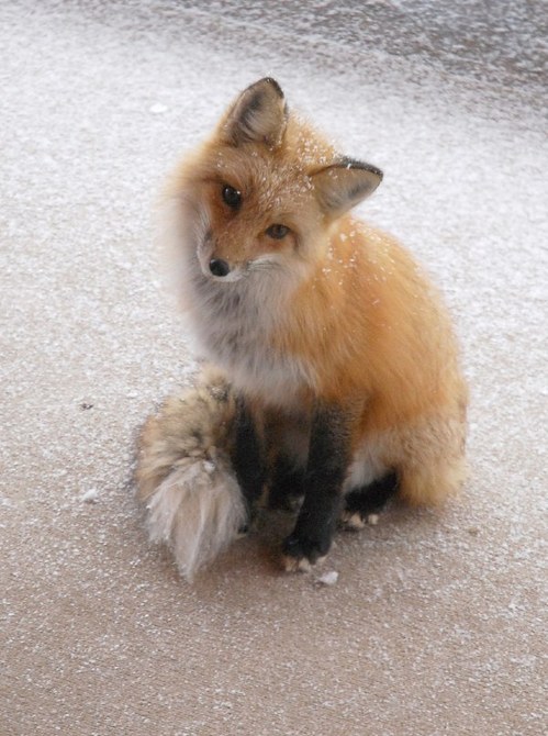可愛い動物の画像が貼られるスレ-038