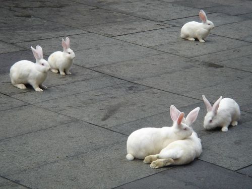 可愛い動物の画像が貼られるスレ-028_1