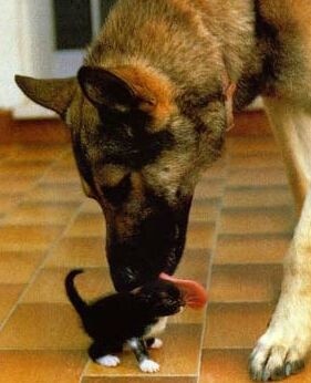 いぬ×ねこ画像ください!-019_1