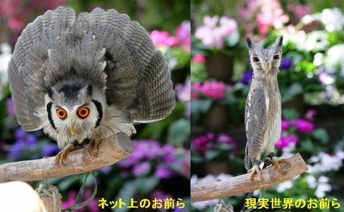 ハヤブサとフクロウの画像ください><-017_1
