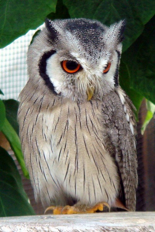 ハヤブサとフクロウの画像ください><-044_2