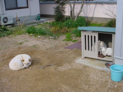 いぬ×ねこ画像ください!-031_1