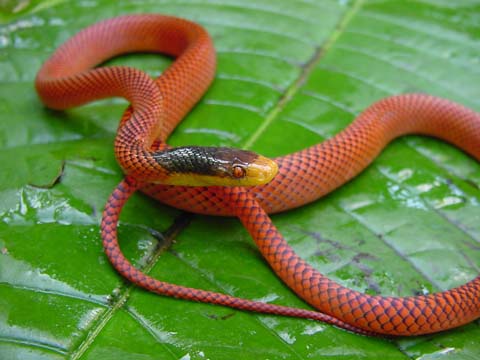 可愛い動物の画像が貼られるスレ-061_1